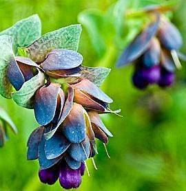 Blue Cerinthe Major Plant Seeds * Labeled Packets with Directions