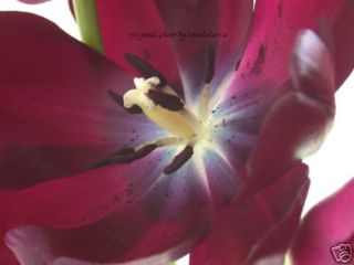 Maroon Red Tulip, Flower Photo 4x6