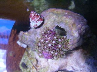 turbo snails in Aquarium & Fish