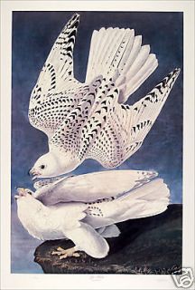 Ltd. Ed. Loates Audubon GYR FALCON Jer Bird Print