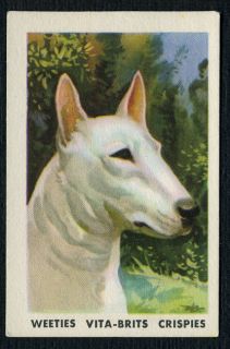 ENGLISH BULL TERRIER POPULAR PETS AUSTRALIAN DOG TRADE CARD FROM 1962