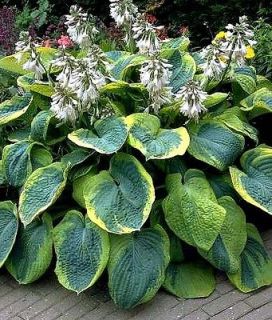 Hosta Frances Williams  gigantic showy quilted leaves  35+ seeds 