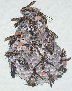 ReaL Paper WaspS nest SPECIAL PRICE 20 WasPsTags*Ho​rneTs 