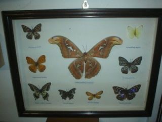 butterfly collections in Butterflies & Moths