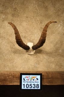 10538 Ⓖ E  Spanish Ibex Skull Horn Taxidermy Mount  Hybrid Ram 