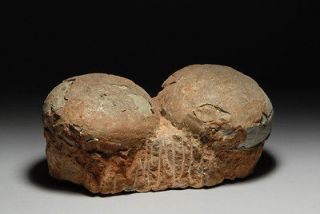 Prehistoric Fossilized Hadrosaur Dinosaur Egg Nest Fossil   Cretaceous 