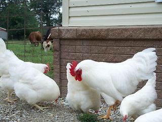 11 RHODE ISLAND WHITE single comb  chicken hatching eggs Incubator 