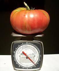 Tomato, GIANT Belgium Pink non GMO Heirloom 10 vegetable seeds