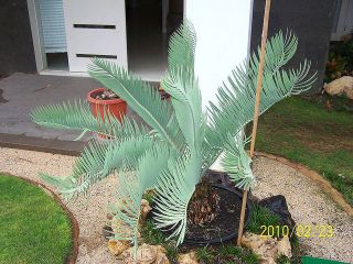 Encephalartos nubimontanus Ultra RARE LIVE Blue Cycad Plant Cactus 