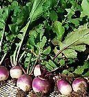   Top White Globe Turnip seeds New seed for 2013 Non GMO Heirloom