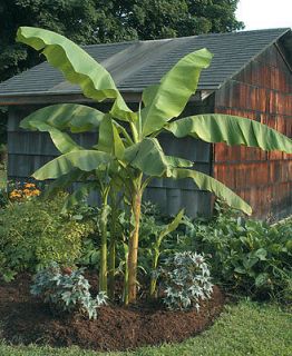 HARDIEST Banana tree Musa (Hardy basjoo) HARDY TO ZONE 4 seeds.