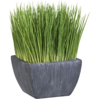 Potted Grass in Botanicals and Plants  