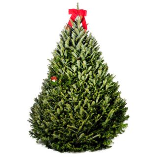 ft. Fresh Cut Premium Grade Christmas Tree—Buy Now!