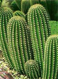 500 TRICHOCEREUS SPACHIANUS seeds San Pedro Cactus cuzn
