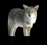   DECOY * KoJo Coyote * Hunting *****  ***** Decoys