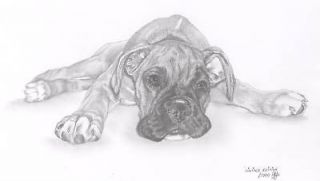 boxer puppy dog pencil drawing art picture le print from