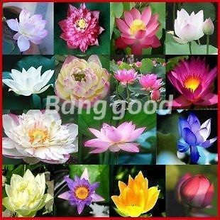   Lotus Flower Nelumbo Nucifera Aquatic Water Lily Gorgeous Garden Plant