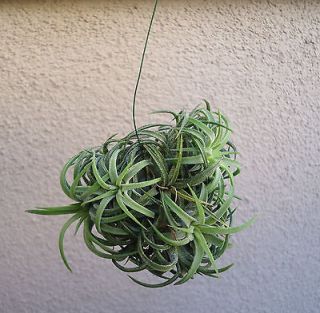 tillandsia ionantha mexico small hanging ball clump time left $