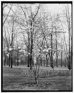 Tulip tree,Cass Park,magnolias,flowers,plants,fields,Detroit,Michigan 