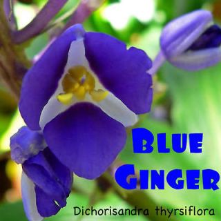   BLUE GINGER Cane Dichorisandra thyrsiflora LIVE Gorgeous PLANT CUTTING