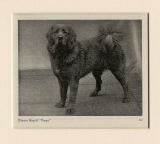 tibetan mastiff lovely named dog print 1948 tonya from united