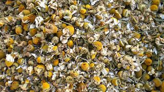 600g DRIED CHAMOMILE FLOWERS   RELAXING HERBAL TEA POT POURRI WEDDING 