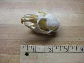 muskrat skull clean animals crafts traps  14