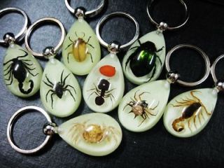 lots 25pcs real spider&carb&ant&scorpion&bee night light amber magic 