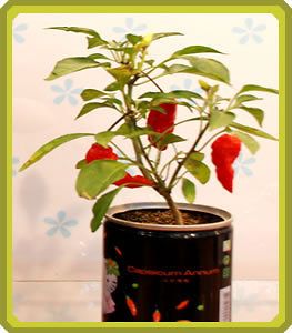 Ghost Chili Pepper   All Included in Growing kit with Ghost Seeds 