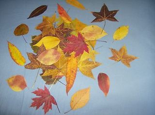   LEAVES  WEDDINGS/ DECORATIONS/CRAFTS/ real/pressed/ dried leaves