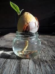 Avocado Tree Seeds Fresh&Live Pit! Ready to Grow and Plant.From 