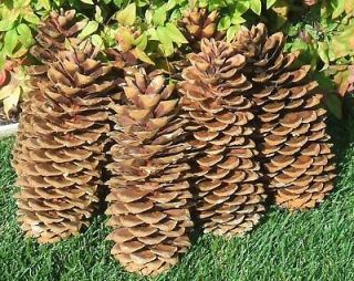 25% Off Sale 25 of Joys Golden Oregon Mt. Sugar Pine Cones 10 Long