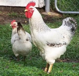 two dozen 24 delaware chicken hatching eggs 