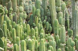 12 trichocereus pachanoi san pedro cacti top cuts cactus