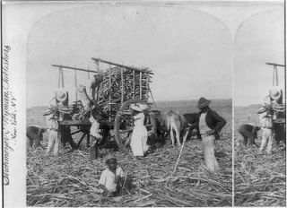 Loading ox carts with sugar cane for the Mill,Marianao,​Cuba