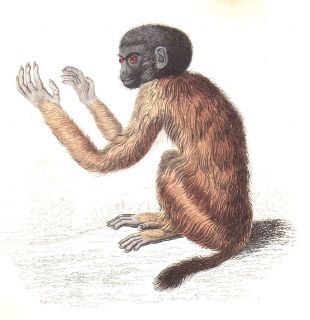 SOUTH AMERICAN SHORT TAILED MONKEY original 1840 hand painted 