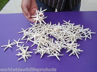   of White Pencil/Finger Starfish 2 to 3 inch wedding seashells (SS7659