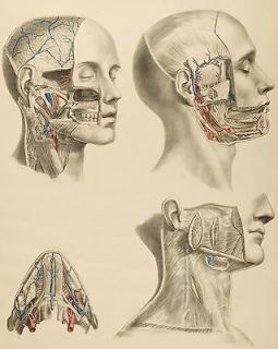 HUMAN ANATOMY SURGICAL ANATOMICAL TABLES SURGURY SKULL MOUTH HEAD 