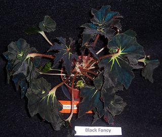 begonia black fancy in 4 pot  7