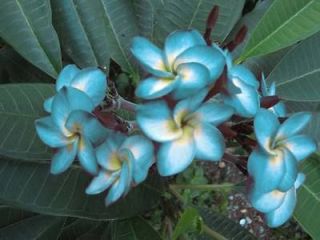 CUTTING OF PLUMERIA 7 12 HAVE ROOTED BLUE HAWAIIWITH CERTIFICATED