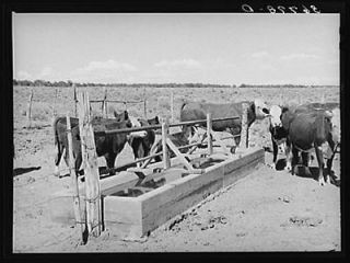   cattle of George Huttons at the water trough. Pie Town,New Mexico