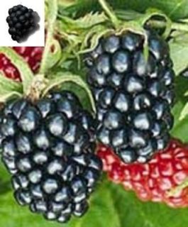 blackberry plants in Vegetables & Fruits