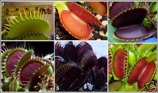 venus flytrap 260 seeds of superb giant varieties time left