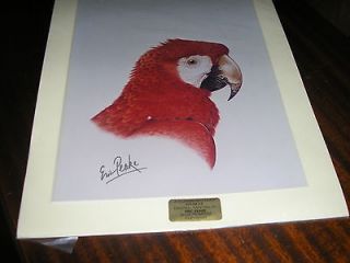 scarlet red macaw bird print by eric peake wildlife artist
