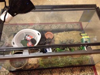 40 Gallon Reptile Or Fish Aquarium W Lots Of Extras For Turtle, Lights 