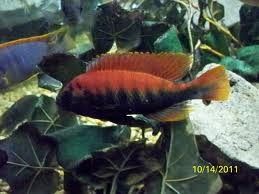 African Cichlids 1 5 Mkobe Island Neyerei Live Fish RARE