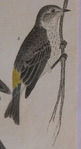Alexander Wilson H C Antique Bird Print Sharp Hawk