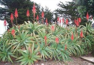 aloe arborescens south african succulent 10 seeds