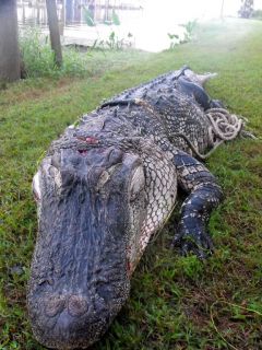 Florida Alligator Hunt Bowfishing Hunting Gator Hunts