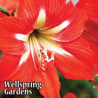 Amaryllis Voodoo Live Flowering Plant Red White Flower